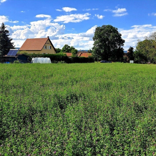 Alsace & Azur Immobilier : Terrain | SCHWENHEIM (67440) | m2 | 178 000 € 