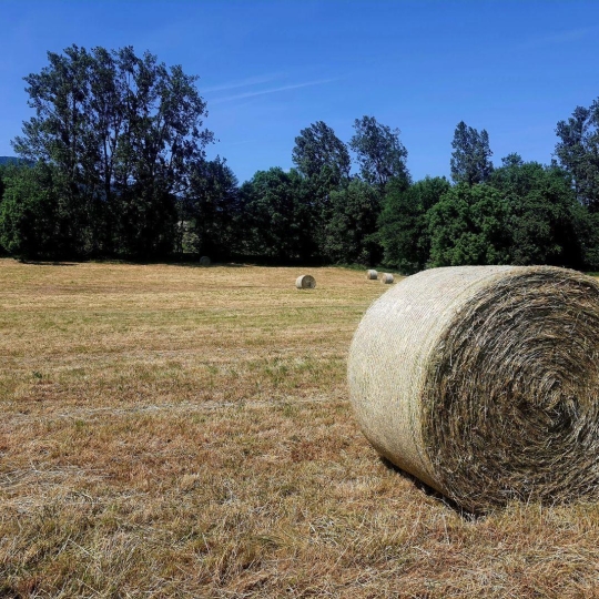  Alsace & Azur Immobilier : Terrain | HENGWILLER (67440) | 0 m2 | 68 370 € 