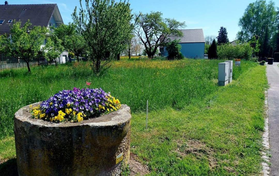Alsace & Azur Immobilier : Terrain | BERNOLSHEIM (67170) | 0 m2 | 99 000 € 