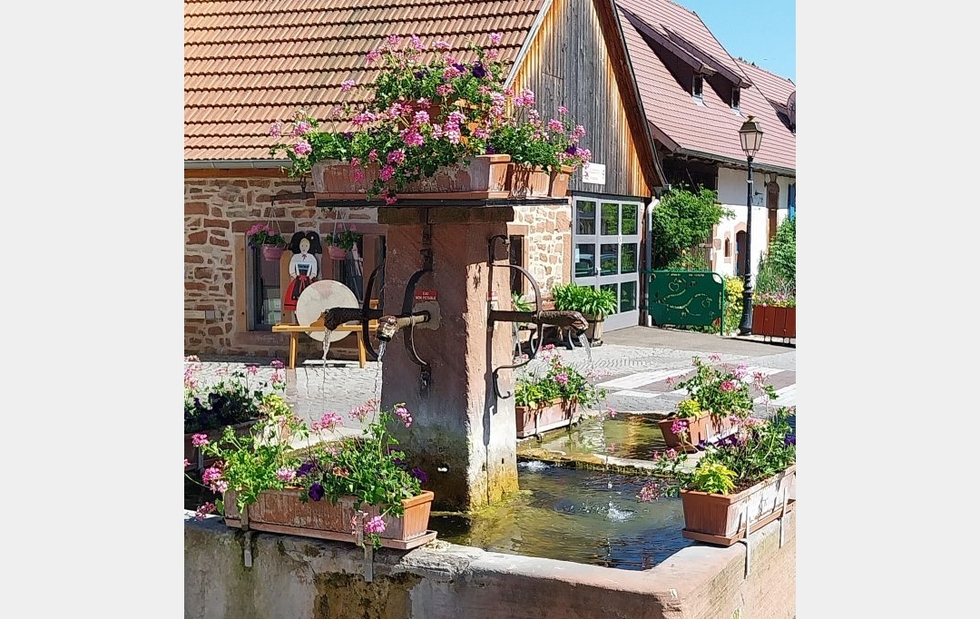 Alsace & Azur Immobilier : Terrain | HENGWILLER (67440) | 0 m2 | 49 800 € 